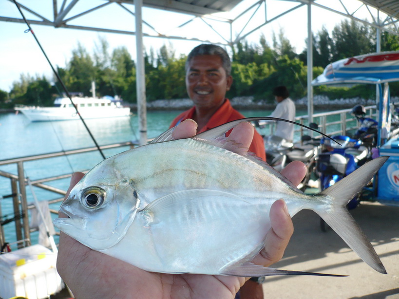ยี่ห้อเดิมเลยครับ นี่ถ้าลุงมา แกสอยหมดฝูงแน่ ลุงมีกุ้งเป็นมาทุกวัน :love:
