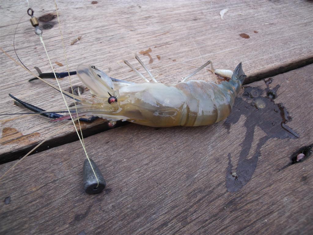 [b]มาให้จับซะดีๆ....น้องกุ้งของปี๊...... :grin:[/b]



.......................เน็ตป๋มอย่างเต่าเล