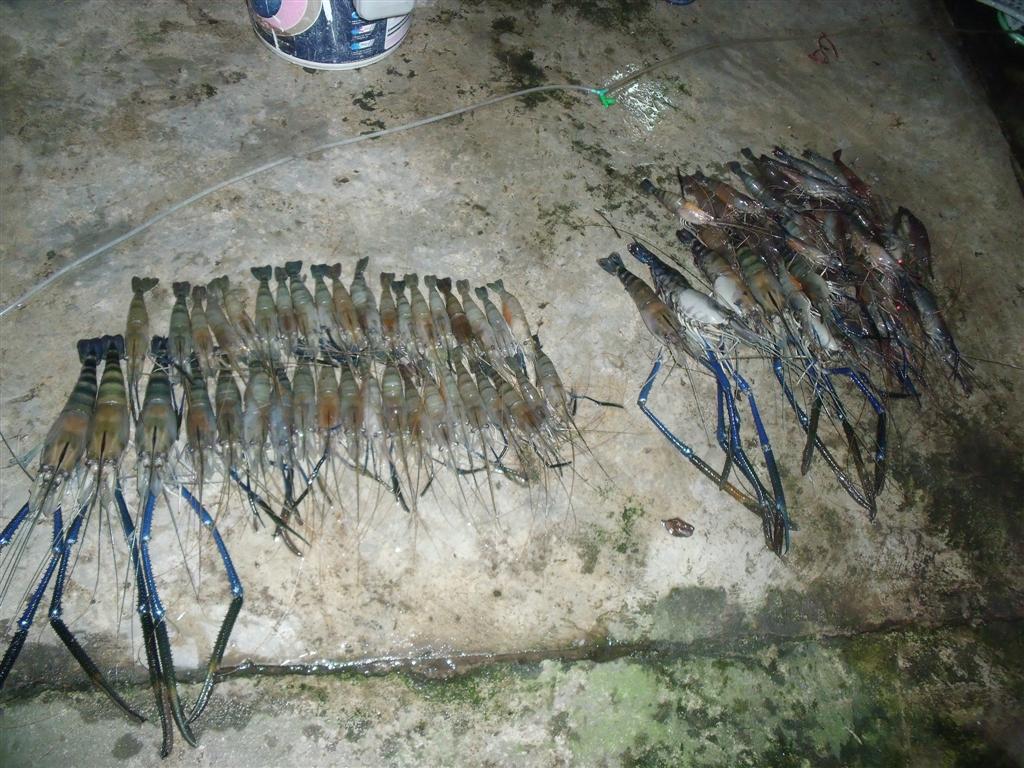 


[b]ผลงานปลารวม...เอ๊ยกุ้งรวม ในวันมามาก (ฝนนะ 5555) [/b]


ไม่หวายยยละ  เน็ตเต่ามากๆ   ...H