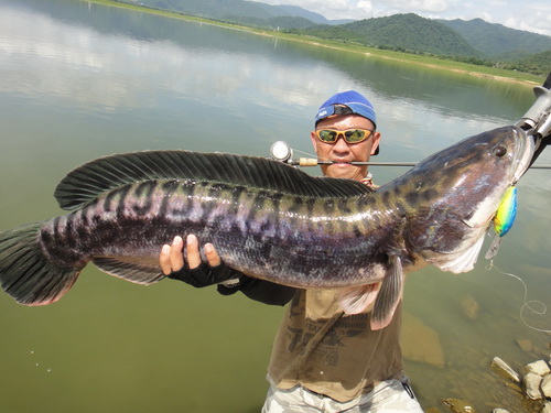 11.5KG SNAKEHEAD- ใหญ่จริง ๆ !!สะใจสุดๆ !!