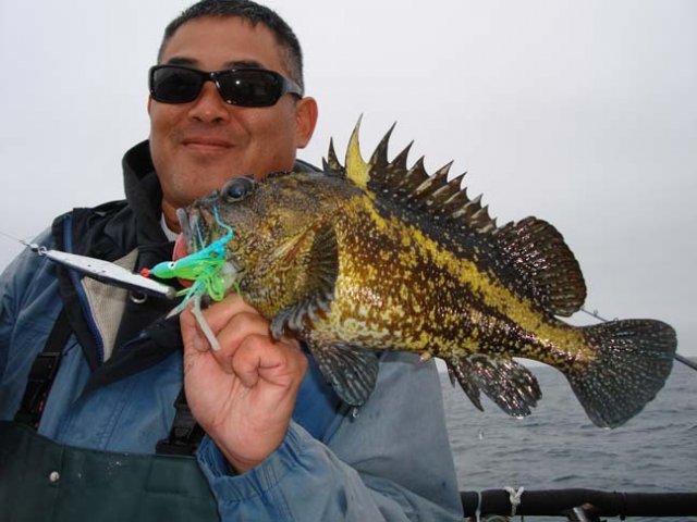 China Cod: I don't know why they call China cod but someone told me they are from China.
Their mea