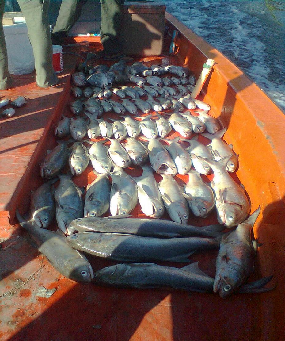 ปลากุเลาเต็มลำเรือกับไต๋เอกแหลมผักเบี้ย