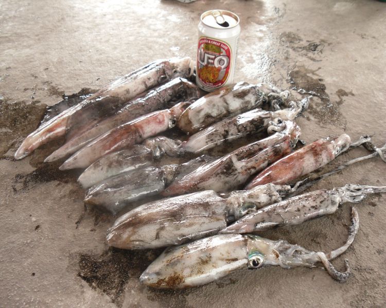 

          หมึกรวมไวว้ทำกินครับ

                :cool:
