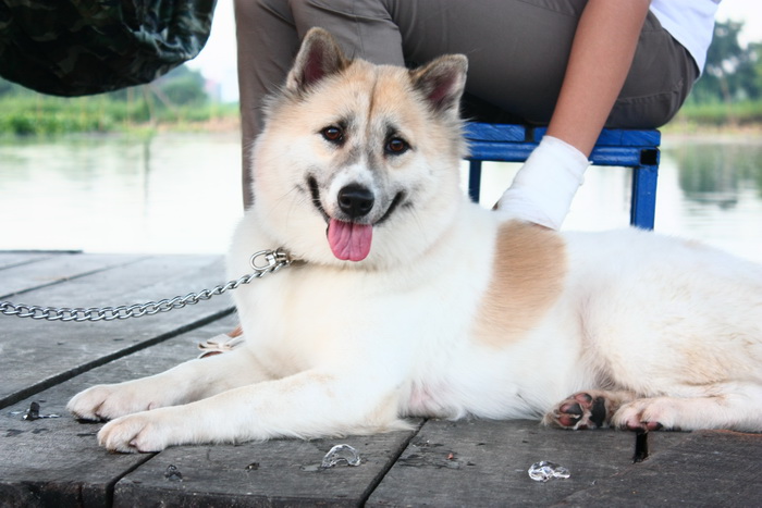 พาหมูจูไปเที่ยวบึงด้วย
 :blush: :blush: :blush: