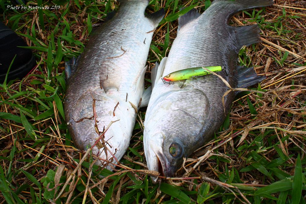 ไม่นานก็ขึ้นมาอีกตัว :grin:
____________________________
สวัสดีครับน้า [b]BIG+FISH[/b]