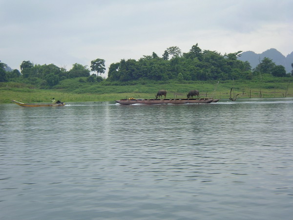 คนขับเรือ.......ลากเรือใส่ควาย..........ควายอยู่ในเรือ..........อิอิอิ  :grin: :grin: :grin: :grin: 