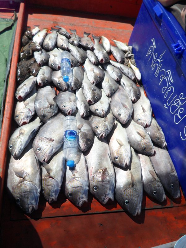 เรือเล็กปลาเล็ก    คำนี้ใช้ได้ตลอดไป  555+