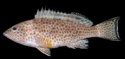 เก๋าลิง
Epinephelus areolatus
(Forsskål, 1775)
Areolate Grouper 