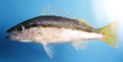 ปลากะพงแถบจุดขาว
Lutjanus biguttatus
(Valenciennes, 1830)
Twospot Banded Snapper 