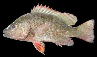 ปลากะพงแดง
Lujanus argentimaculatus
(Forsskål, 1775)
Mangrove Red Snapper 