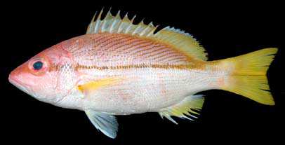 ปลาลายผ่าตา
Lutjanus vitta
(Quoy and Gaimard, 1824)
Brownstripe Snapper 
