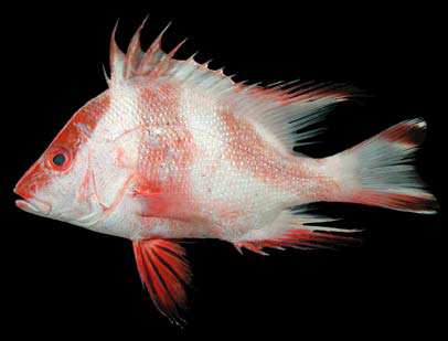 ปลาแดงจ๋า
Lutjanus sebae
(Cuvier, 1816)
Emperor Red Snapper 