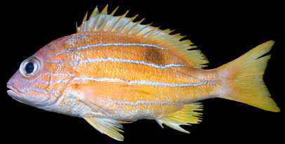 ปลาข้างไฝเหลือง
Lutjanus quinquelineatus
(Bloch, 1790)
Five-lined Snapper 
