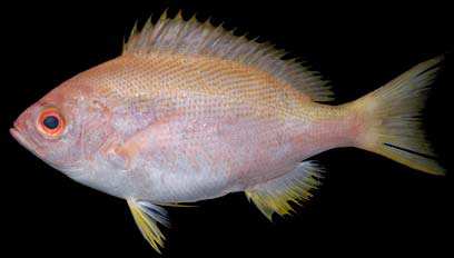 ปลาแดงแซว
Pinjalo pinjalo
(Bleeker, 1850)
Pinjalo 