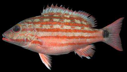 ปลาข้างลวด
Lutjanus decussatus
(Cuvier, 1828)
Checkered Snapper 