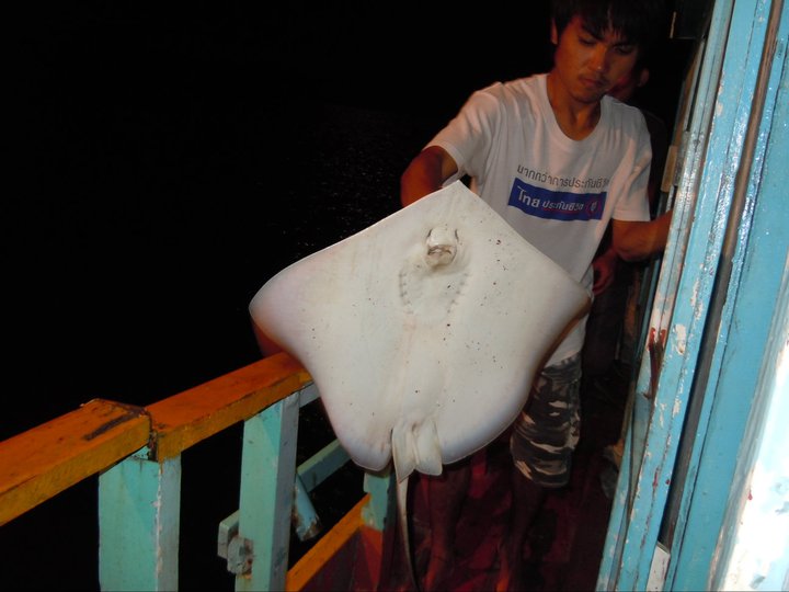 กระเบนตัวเปิดทริป ของผม เด็กเรือกำลังเอาไปเก็บ แต....ไม่มีใครถ่ายรูปให้เลย :laughing: :laughing: