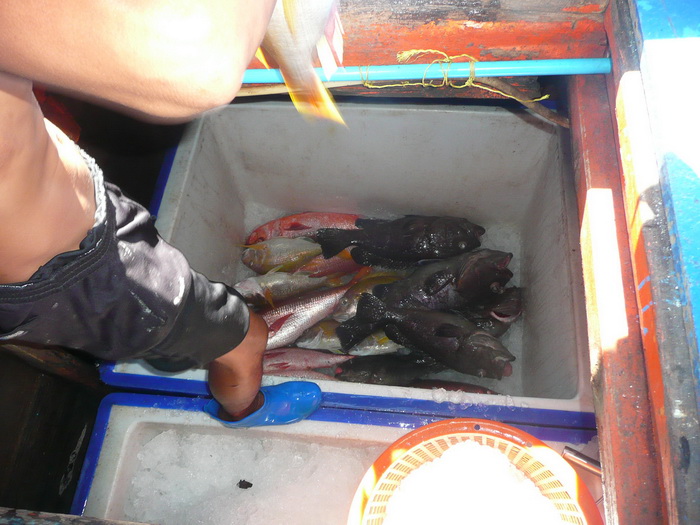 ถ่ายตอนเก็บปลาคับเกลือนเรือ  :laughing: :laughing:
