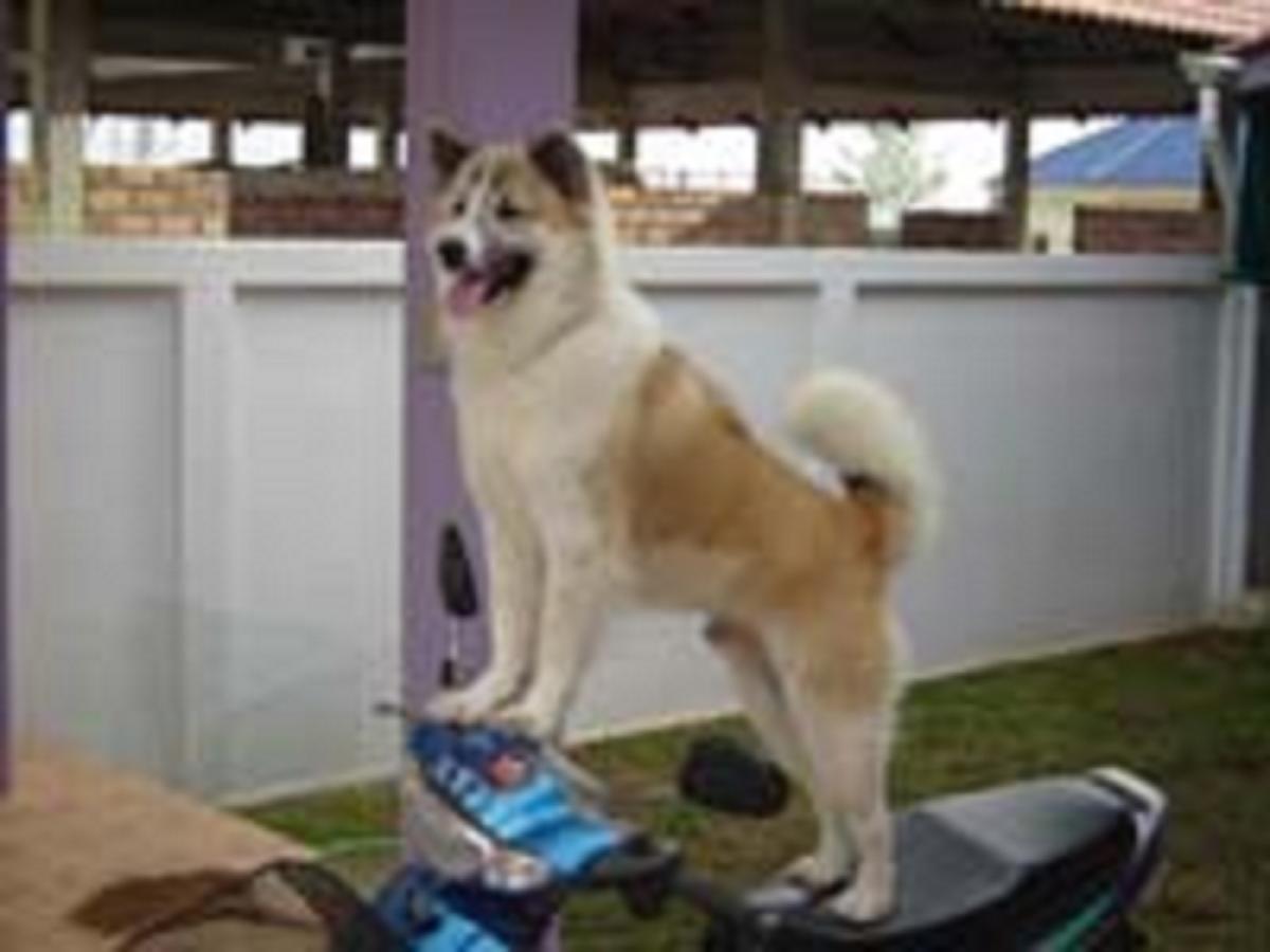 คุณหมอศัยกรรมซ๊ะดูดีเลย555555แต่คุณหมอดูไม่ได้เลย :tongue: :tongue: