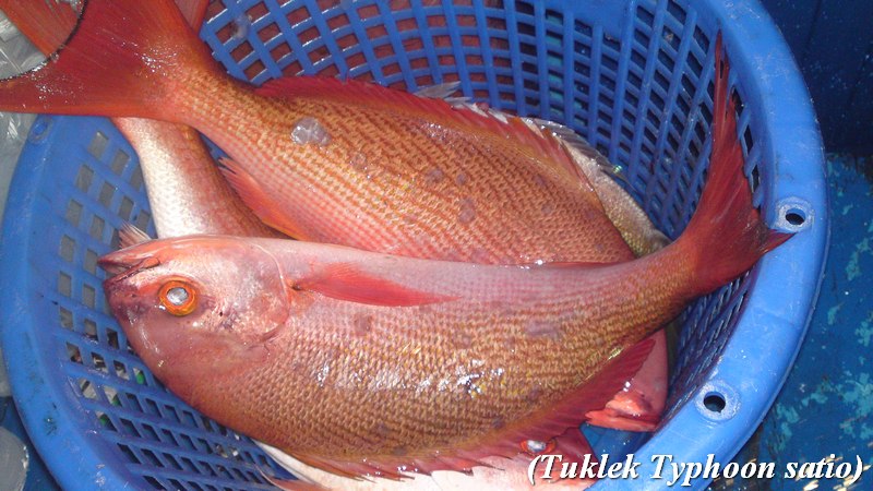 ปลาสีแดงสดใส