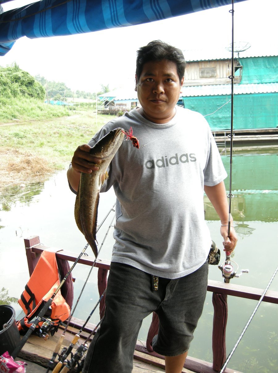 เช้าครับตื่นมานั้งหน้าแพน้าต๋องเห็นปลาช่อนไล่กันลูกปลาตีตรงหลังรูปครับ
ตัวใหญ่ใช้ได้  :ohh: จะกลับอ