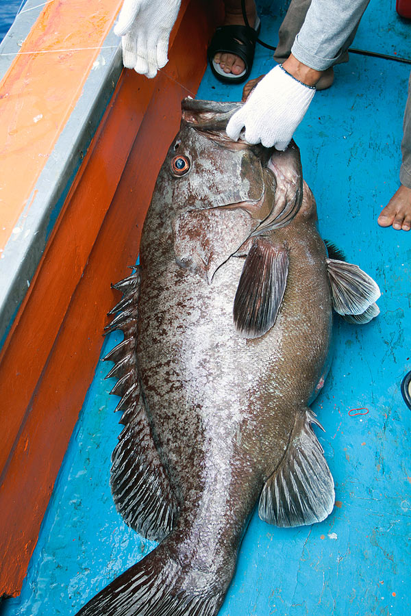 ในที่สุด ปลาเก๋าถ่านขนาด 29.5 กก. ใหญ่ที่สุดในทริป ก็ถูกดึงขึ้นมาบนเรือจนได้
ใหญ่จริงๆสำหรับพี่จ๊อด
