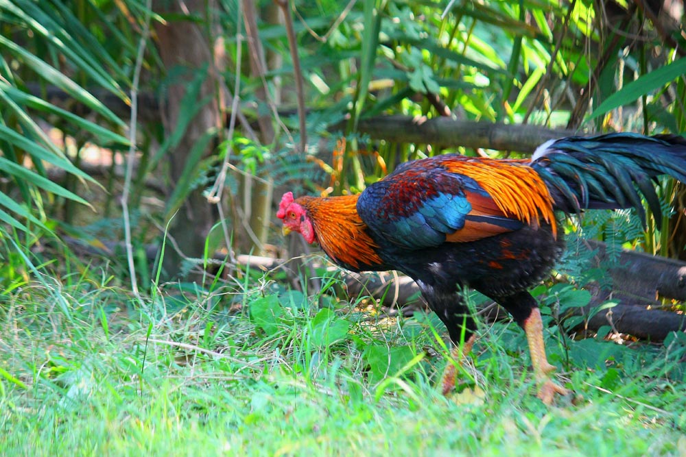 จะกินต้มไก่รึก้อ...คงเป็นไก่ชน เหนียวน่าดู... :grin: :grin: :grin: