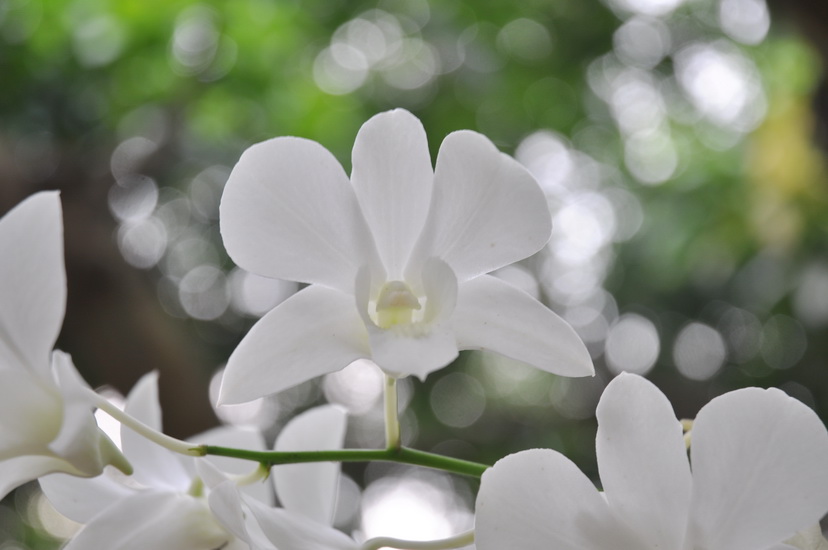 ขอมอบดอกไม้สีขาวให้กับ สมาชิกทุกท่านที่ได้ร่วมทำบุญ สมทบทุนช่วยงานครั้งนี้ 

ชาวบ้านที่แก่งกระจาน 