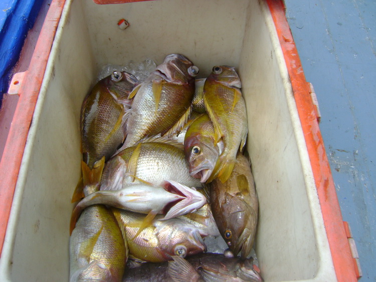 สายๆใกล้เที่ยงแระ ปลาก็ได้กันถ้วนหน้า  เป็นเจ้าเหลืองอำพัน กับ เก๋าลื่นซะส่วนใหญ่  
ของใหญ่ ถ่านกับ