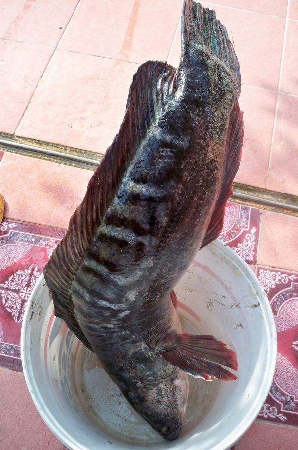 ดูถ้งที่เอามาใส่อิอิ :laughing: :laughing: