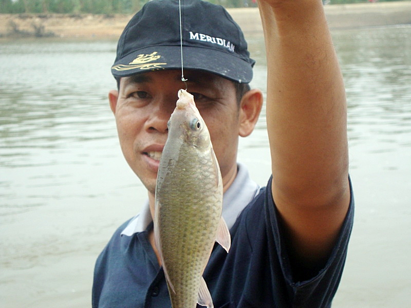 [center][b]ช่วงนี้เป็นช่วง "ข้าวใหม่ ปลามัน" ปลาจะสะสมไขมัน อร่อยมาก[/b][/center]
