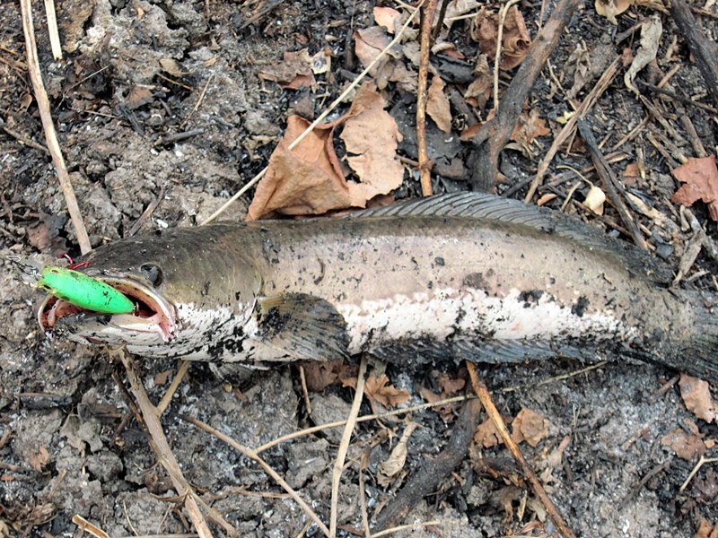 อุ้ย... ปลาของใครเอ่ย กินกระดี่ 3D ซะด้วย  :ohh: