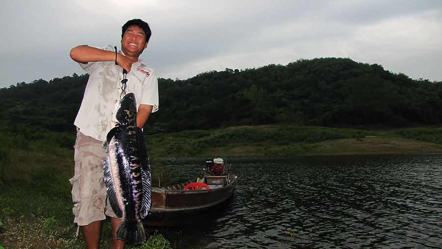 กระสูบต้นน้ำน้อย ชะโดในแก่งใหญ่ 13Kg.