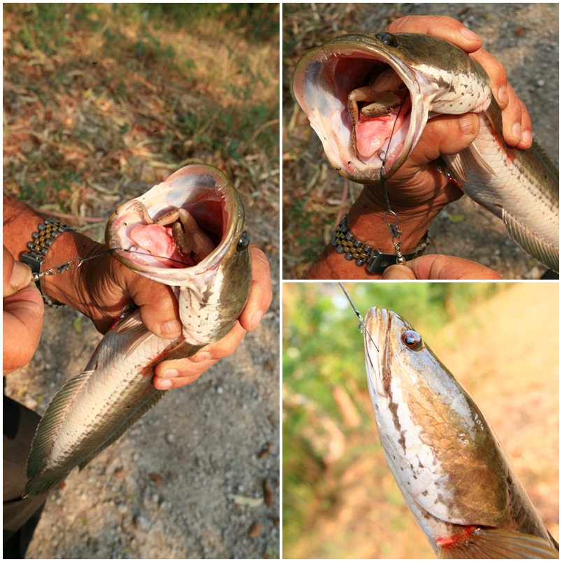[q]น้า เซียนแป๊บน้ำ ดูที่ 2 กระทู้นี้นะครับ
 [url='http://www.siamfishing.com/board/view.php?tid=5