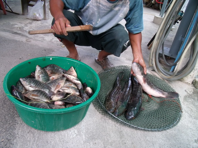 เอ้า  ออกมารายงานตัว   :grin: :grin: :grin: