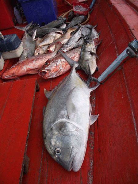 ตัวของโกหวุนมาทันลงลังใหญ่ใต้ท้องเรือพอดีครับ :grin: :grin: :grin: