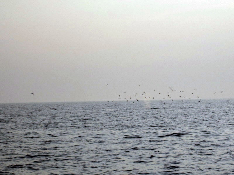 แต่แล้วกลายเป็นเจ้า ปลาวาฬบลูด้า นี้เอง 5555555555555++

ไหนมีข่าวว่า ไปอยู่แถวมหาชัยแล้วนี้หน่า  