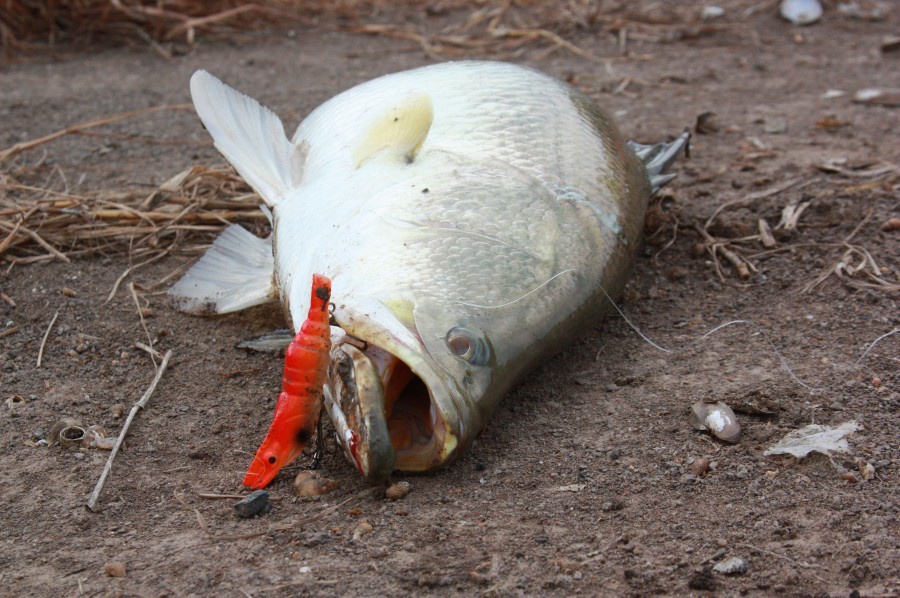 วันนี้กุ้งตัวนี้เป็นพระเอกเลยนะคร
