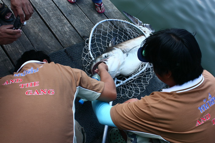 น้องข้างๆตกเทพาได้ ตัวใหญ่ซะด้วย