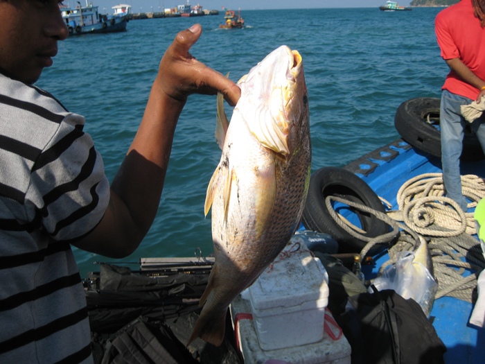 บนเรือมีทีมตกปลากลับพร้อมเรา  ได้มาเยะเหมือน