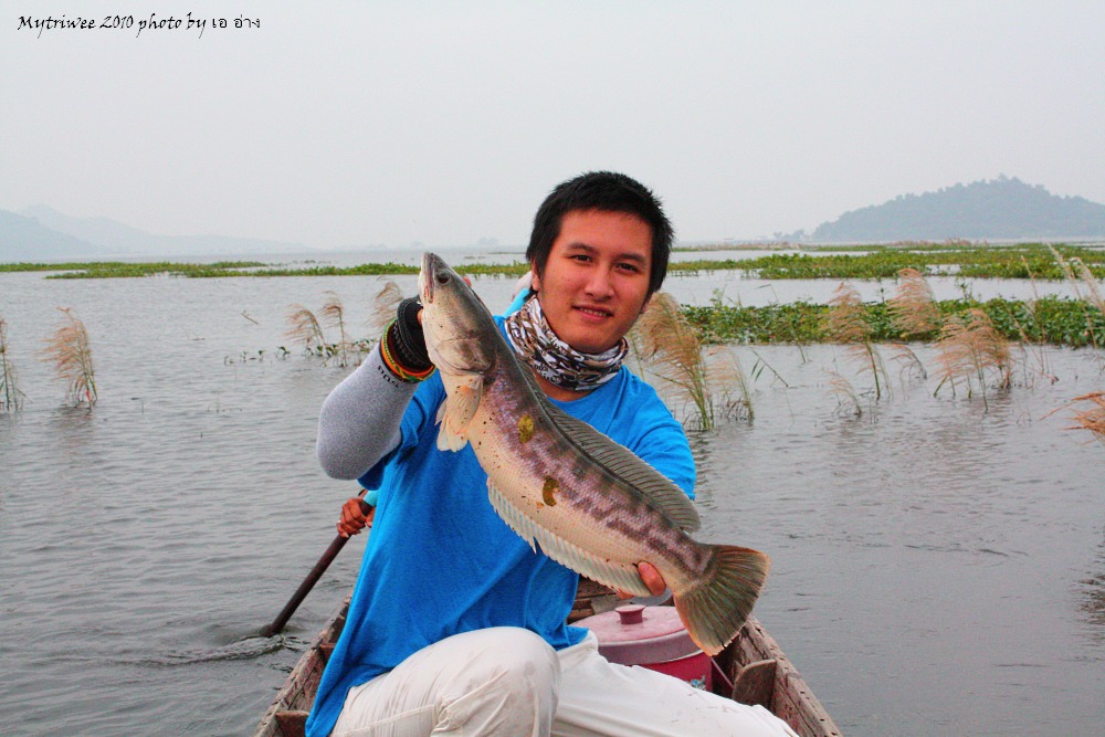 ตีไปตีมา มันตัวนี้ ก็กินกล้วยซะแล้ว :laughing:

ประสบผลสำเร็จสำหรับเหยื่อทำเองแบบ ถูกๆ :grin: