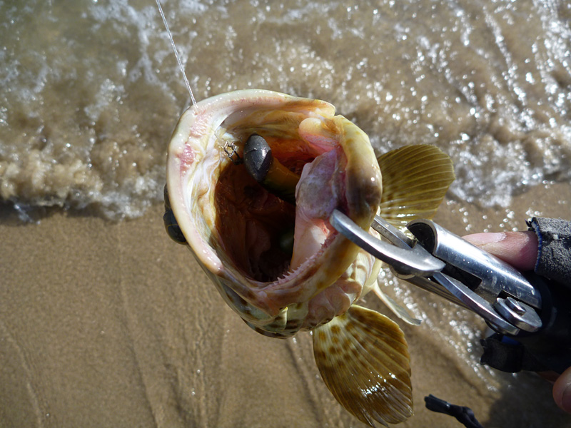 อันนี้ของแท้จ้า ดอกแดง หน้าหาด ปลาหางเหลืองเข้าทำให้ปลาอื่นอย่างเช่นปลาเก๋าตามมา

ตัวนี้ได้จากเหยื
