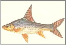 ตะโกก เป็นชื่อปลาน้ำจืดชนิดหนึ่ง มีชื่อวิทยาศาสตร์ว่า Cyclocheilichthys enoplos อยู่ในวงศ์ปลาตะเพียน