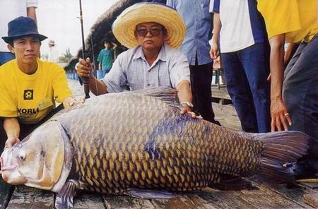 อันดับที่ 5 ปลาเทพา


ชื่อวิทยาศาสตร์ Pangasius sanitwongsei ถิ่นอาศัย ลุ่มแม่น้ำเจ้าพระยา ลุ่มแม