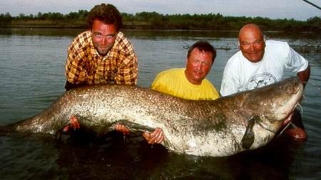 อันดับที่ 4 ปลาเวลส์ แคทฟิช Wels Catfish


ชื่อวิทยาศาสตร์ Silurus glanis ถิ่นอาศัย ลุ่มแม่น้ำขนา