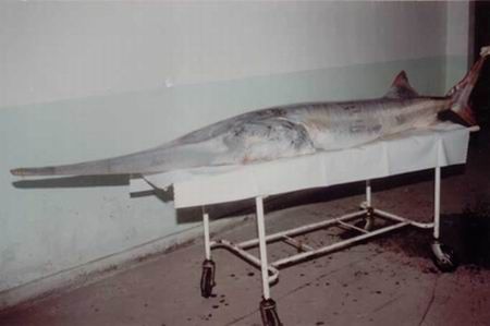 อันดับที่ 3 ปลาฉลามปากเป็ดจีน Chinese paddlefish


ชื่อวิทยาศาสตร์ Psephurus gladius ถิ่นอาศัย ลุ