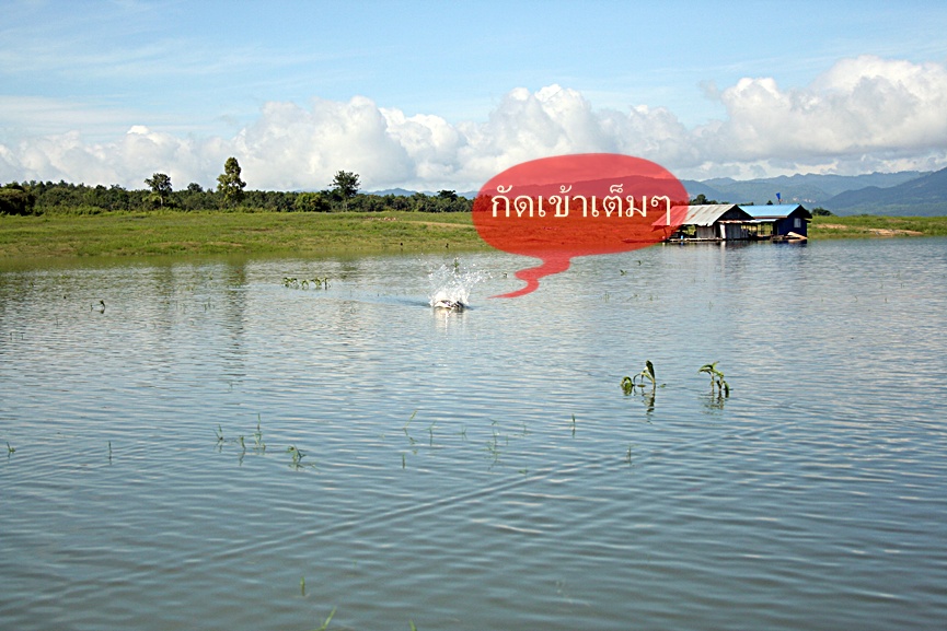 สวัสดีครับ น้า Nui113  (ขอบคุณครับ  :blush: :love:)
 