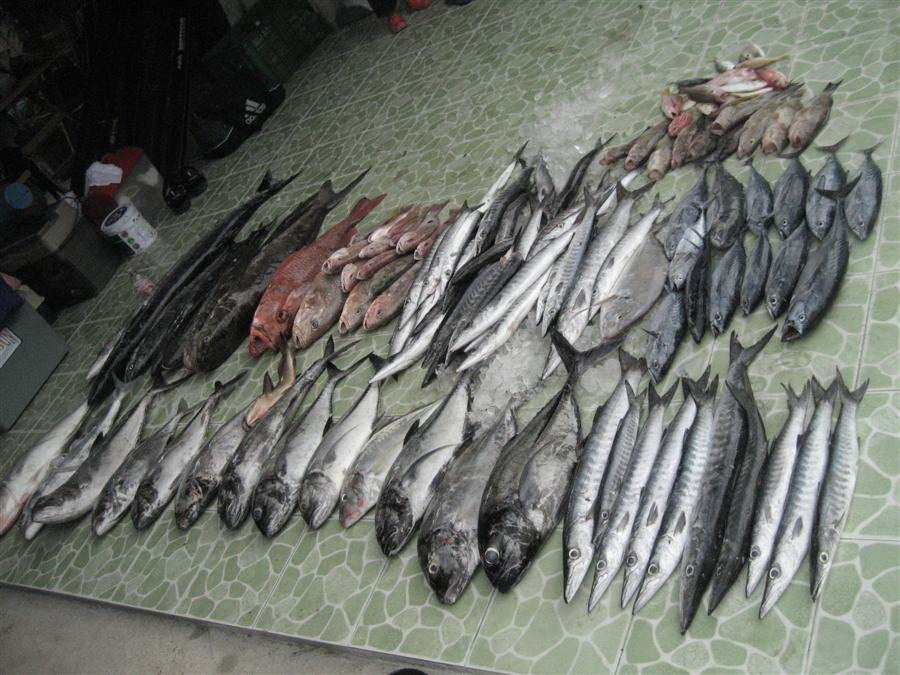 อีกมุมครับ สำหรับปลารวม..... :grin: