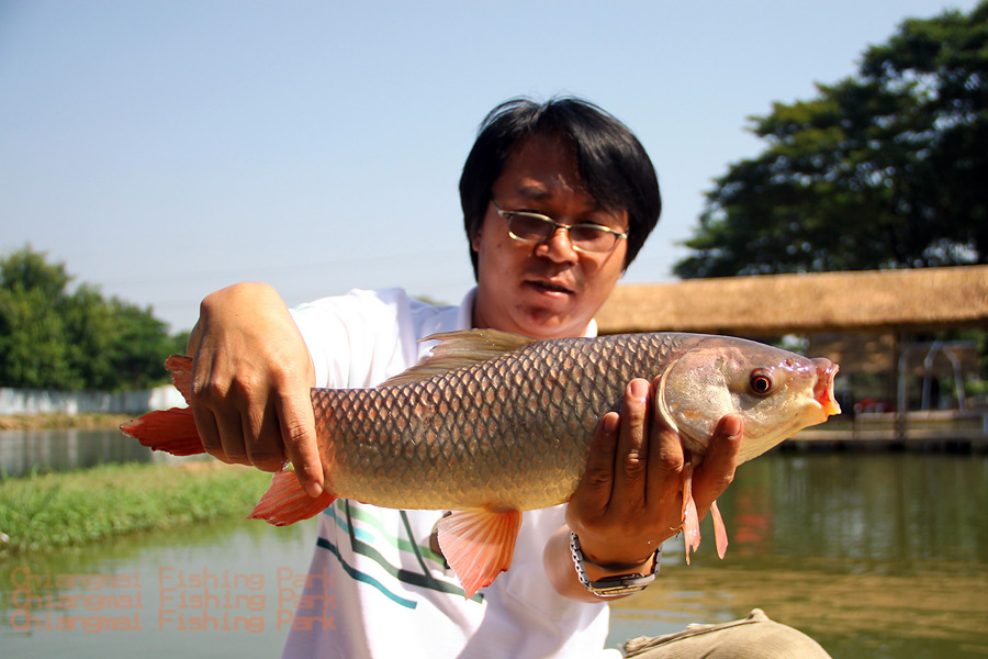 


เจ้าตัวนี้ ชุมมหาศาลครับ

ตอปิโดใต้น้ำ วัดแล้วต้องทิ้งคันให้ไวๆ นะครับ

โดด ทุกตัว



