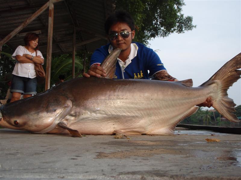 [q][i]อ้างถึง: serpentura posted: 29-11-2553, 13:46:52[/i]

ขอโทษน้าๆ เด็กวัดทุกท่านที่ไม่ได้ตามไป