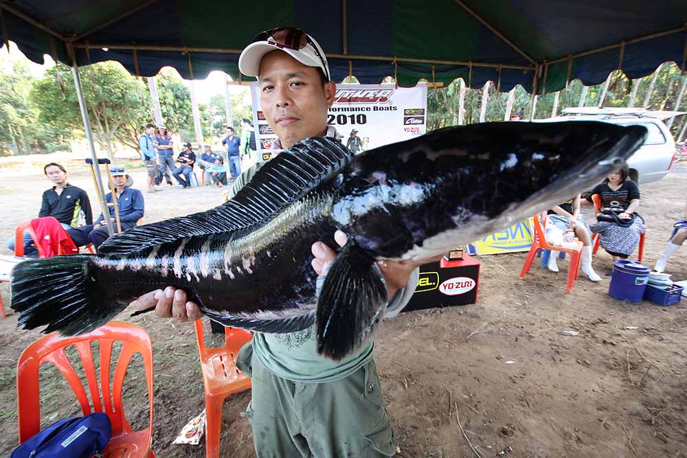 ตัวนี้แหละที่น้าโก้คว้าถ้วยรางวัลที่สอง 
น้ำหนักห้าโลกว่าๆ

 :cool: